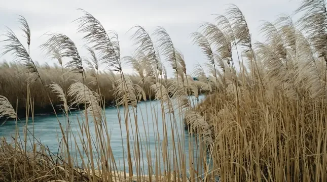 风的回声封面 - 河岸风声影像