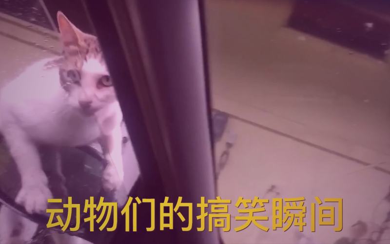 海棠书屋最新人气书目榜封面展示图