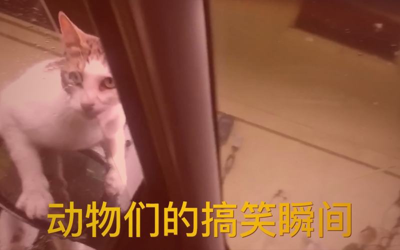 抽象艺术化呈现的多色数据流，交织上升，象征不同题材小说在榜单上的热度起伏